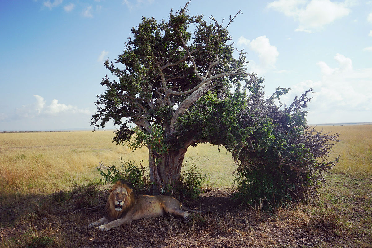 lion kenya safari