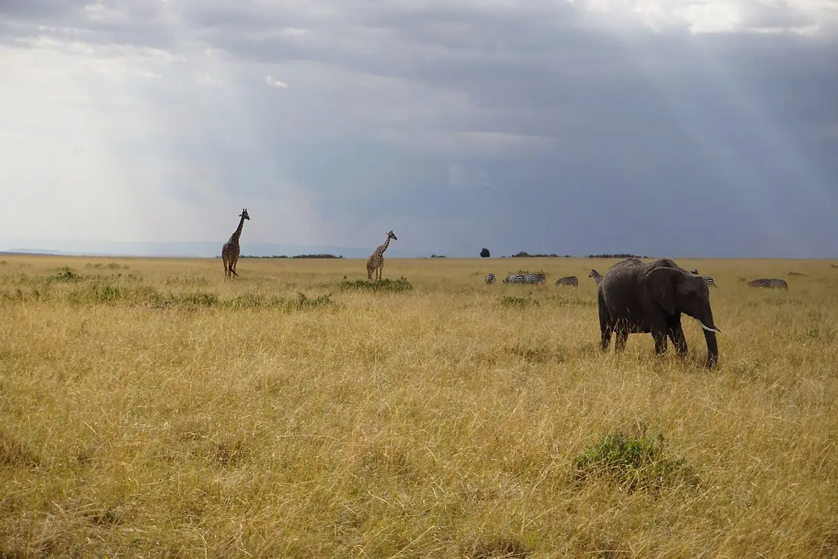 kenya safari